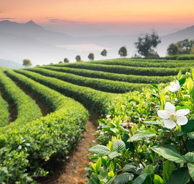 Photo of a green tea field arranged in neat rows, with misty haze and low hills in the backgground