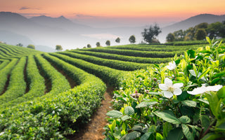 Photo of a green tea field arranged in neat rows, with misty haze and low hills in the backgground