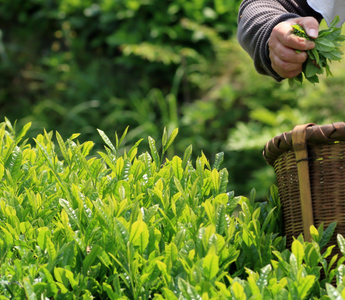 How Matcha is Made: A Step-by-Step Guide