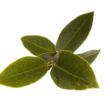 Sencha Original Green Tea Mints