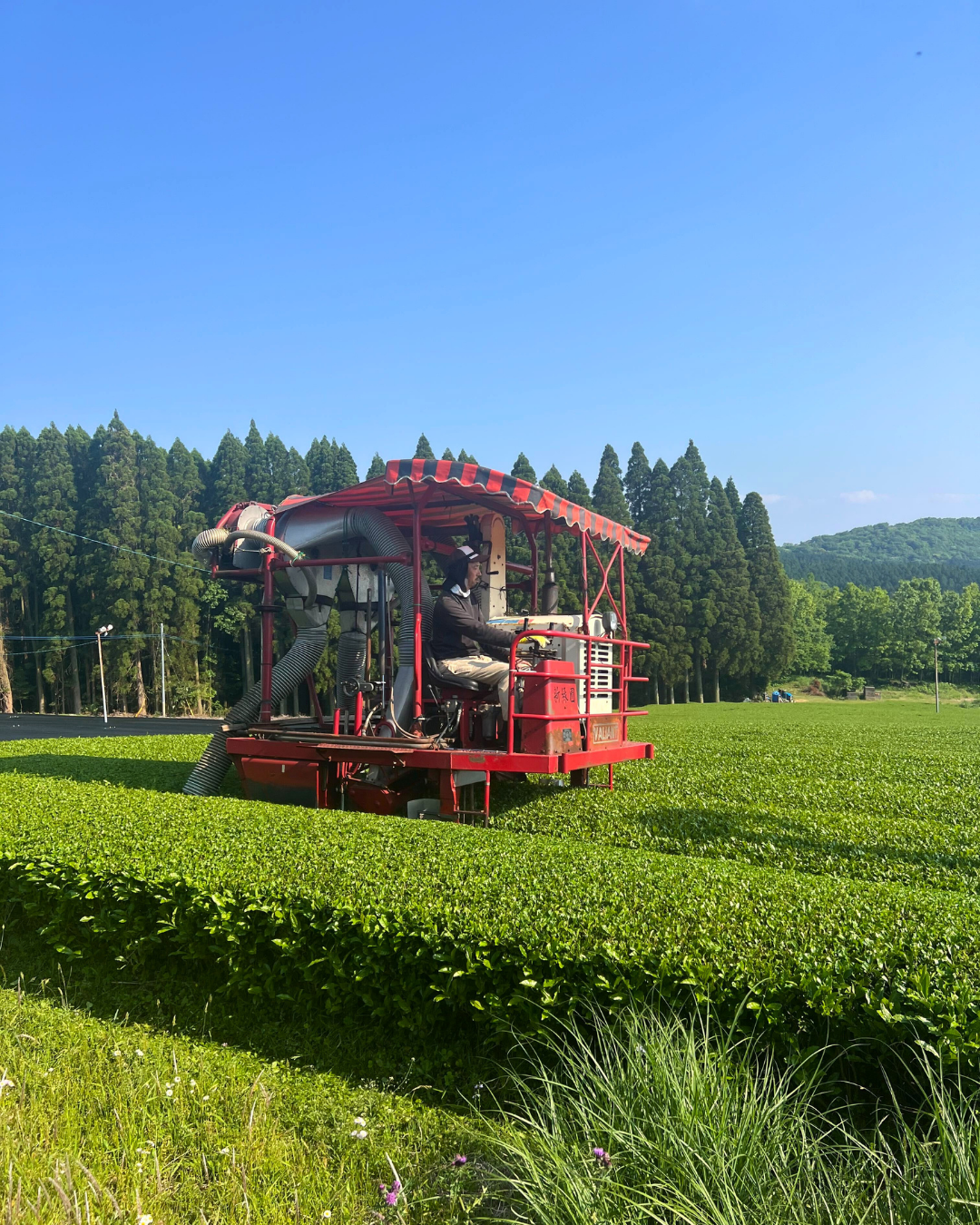Matcha 101 – Sencha Naturals